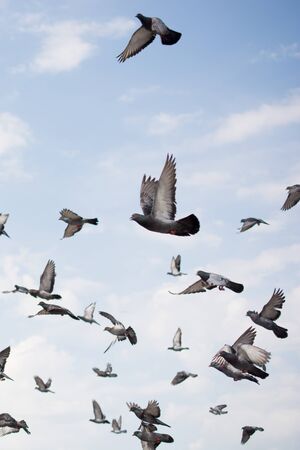 Lonely bird lives in the natural environmentの写真素材