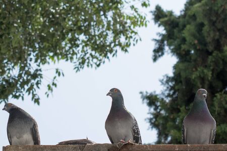 Lonely bird lives in the natural environmentの写真素材