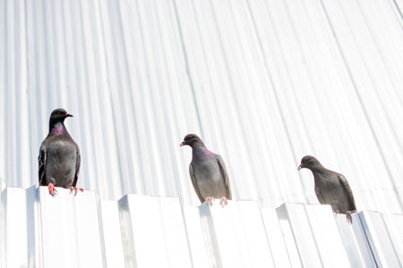 Lonely bird lives in the natural environmentの写真素材