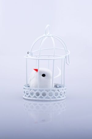 White dove in the cage, Pigeon locked in a cage on a white backgroundの写真素材