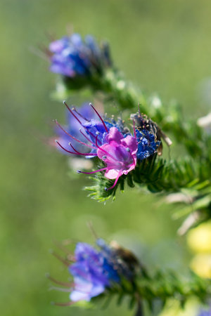 Beautiful fresh flowers in nature background
