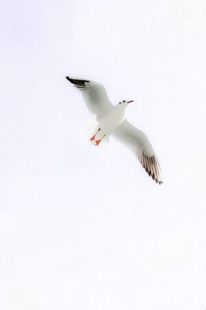 Lonely bird lives in the natural environmentの写真素材