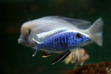 Beautiful colorful fish swims in the aquarium environment