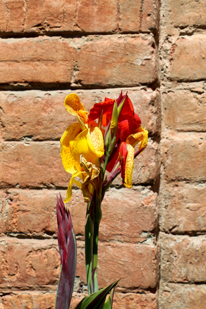 Beautiful fresh Iris flowers in nature backgroundの写真素材