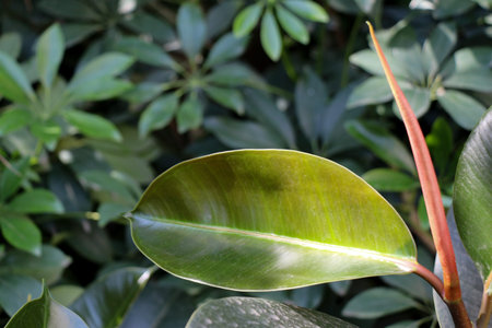 One separate green leaf  of spring season