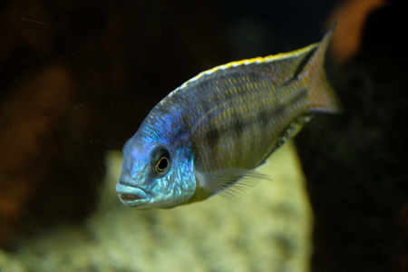 Beautiful colorful fish swims in the aquarium environmentの写真素材