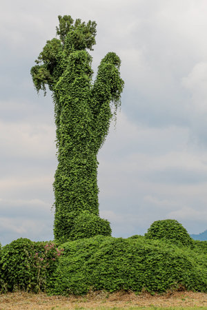 Close up of a  tree trunk in a the gardenの写真素材