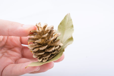Dry green leaf and a cone, pine cone in hand on a white background