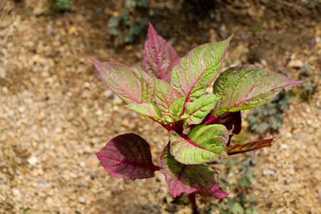 Green leaves of the spring season