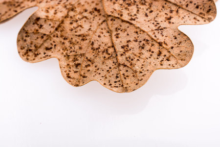 Beautiful dry autumn leaf placed on a white background
