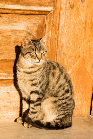 Another portrait of the homeless street cat