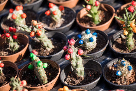 Little colorful cactus in the small pot in the garden shopの写真素材
