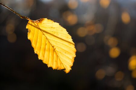 Beautiful dry autumn leaf placed on an Autumn backgroundの写真素材