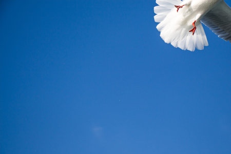 Seagull is  flying in sky over the sea waters