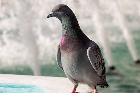 Lonely bird by the fountain lives in the urban environmentの写真素材