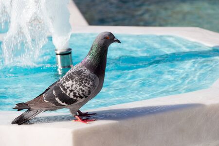 Lonely bird by the fountain lives in the urban environmentの写真素材