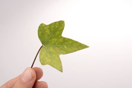 Hand holding a green leaf in hand on a white backgroundの写真素材