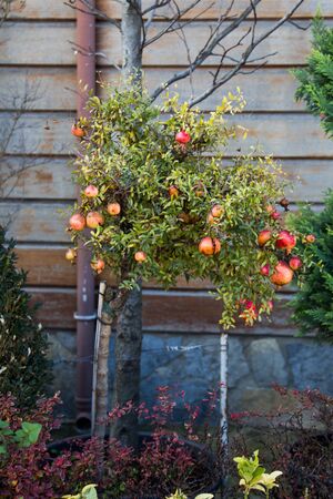 Ripe pomegranate on the branch of the pomegranate treeの写真素材