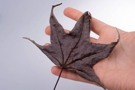Hand holding a dry autumn leaf in hand on a white backgroundの写真素材
