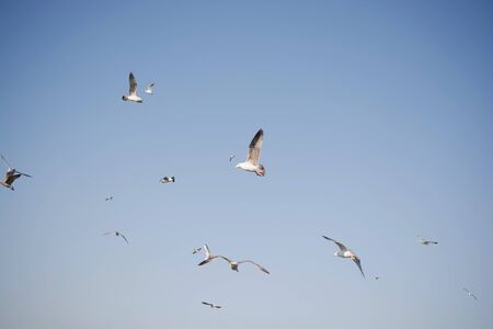 Seagulls are flying in sky over the sea watersの写真素材