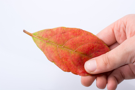 Hand holding a dry autumn leaf in hand on a white backgroundの写真素材
