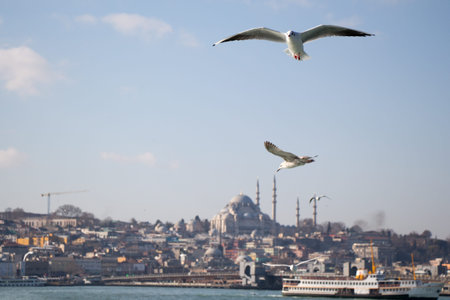 Pair of seagulls are flying in sky over the sea watersの写真素材