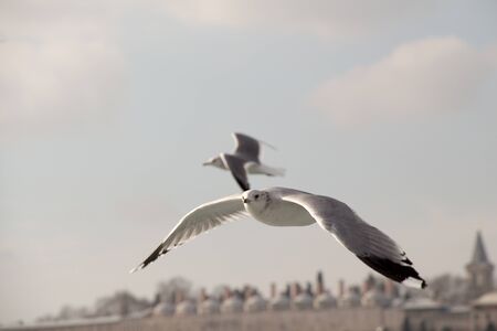 Pair of seagulls are flying in sky over the sea watersの写真素材