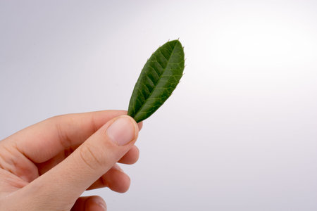 Hand holding a green leaf in hand on a white background