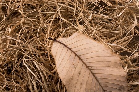 Beautiful dry autumn leaf placed on a straw backgroundの写真素材