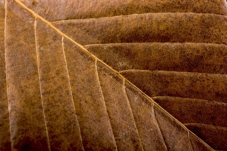 Close up macro view of a dry leaf of  autumn seasonの写真素材