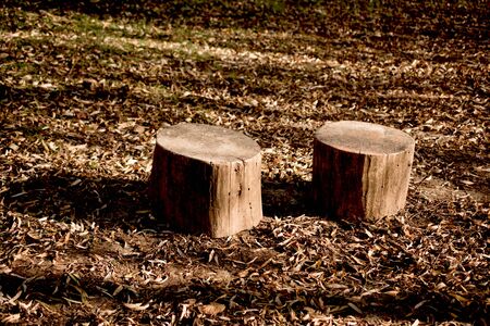 Cut tree stump view in the Autumn seasonの写真素材