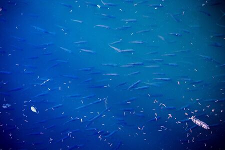 Beautiful little fish swims in the waters of a pondの写真素材