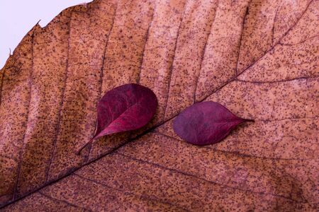 Beautiful dry leaves on as an autumn backgroundの写真素材