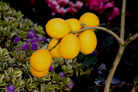 Bunch of fresh ripe lemons on a lemon tree branch in garden