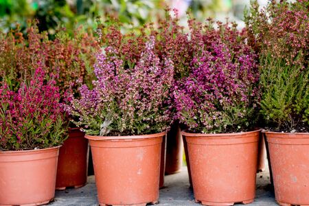The Flower pots with beautiful flowers in itの写真素材