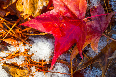 Beautiful dry leaves on as an autumn background