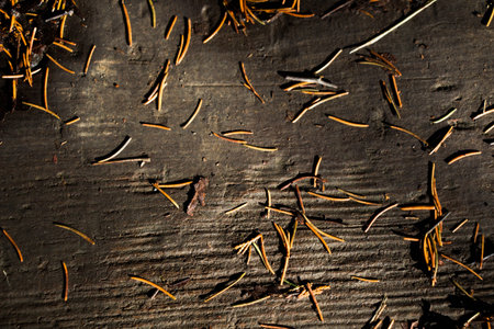Texture background of autumn season with some of its elements