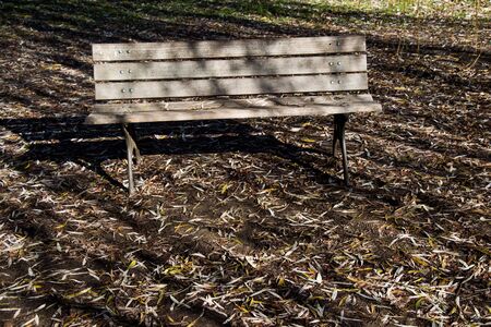 Wooden park bench at a parkの写真素材