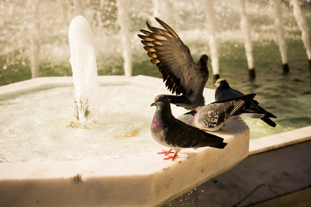 Lonely birds by the fountain lives in the urban environmentの写真素材