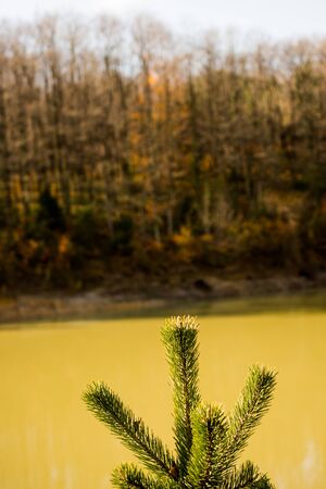 Young plant found on nature backgroundの写真素材