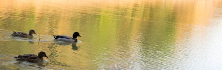 Lonely ducks swimming in the pondの写真素材