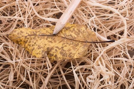 Pencil on a beautiful dry autumn leaf placed on a straw backgroundの写真素材