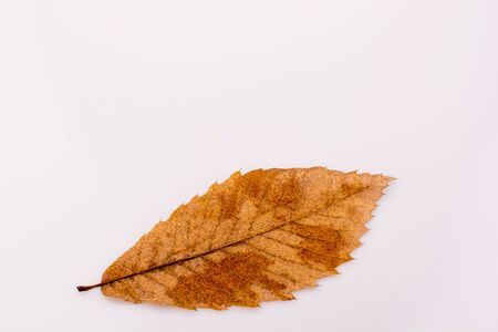 Beautiful dry autumn leaf placed on a white backgroundの写真素材