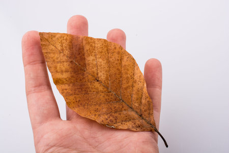 Hand holding a dry autumn leaf in hand on a white background