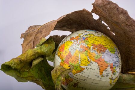 Little model globe placed between two large Autumn leavesの写真素材