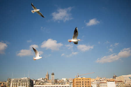 Pigeons fly in sky over the sea in Istanbul in  the urban environmentの写真素材