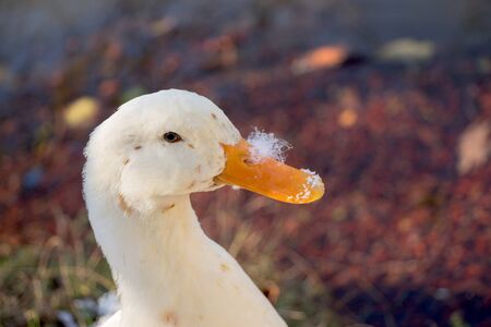 White duck are by the side of the pondの写真素材