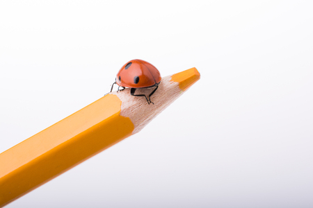 Beautiful photo of red ladybug walking on a color pencilの写真素材