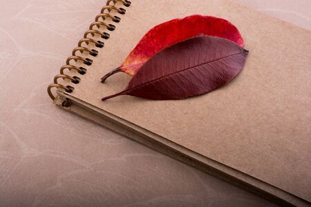 Pair of dry leaves as an autumn on a notebook backgroundの写真素材