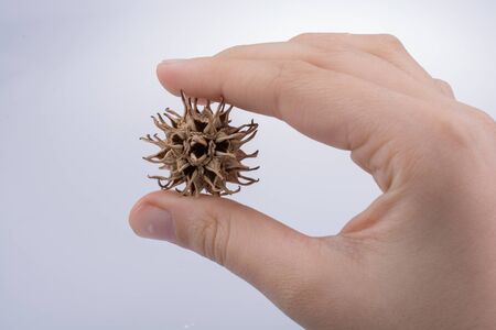 Hand holding brown pod or capsule in hand on a white backgroundの写真素材